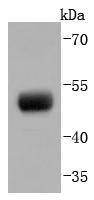 PAX8 Antibody