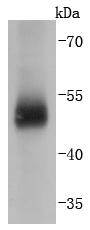 Carbonic anhydrase 9 Antibody