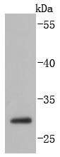Caspase4 Antibody