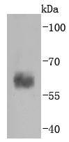 Caspase0 Antibody