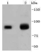 KMT6/EZH2 Antibody