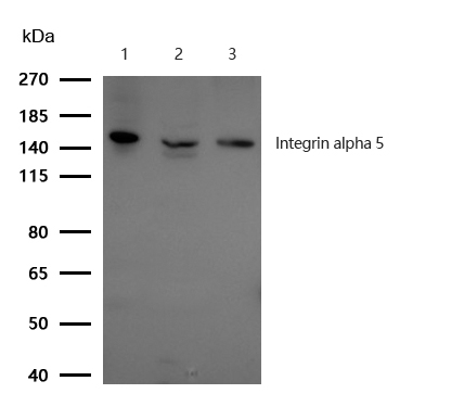 Integrin alpha 5 Antibody