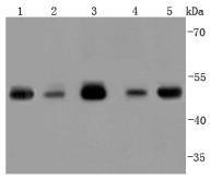 TSG101 Antibody