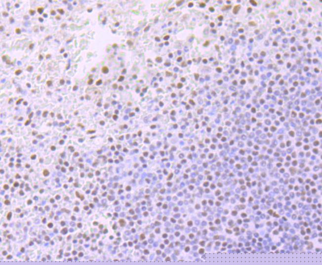 ARID1A Antibody