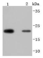 Peroxiredoxin 2 Antibody