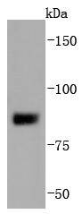 SUZ12 Antibody