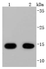 COX IV Antibody