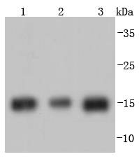 Histone H3 Antibody