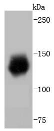 HDAC6 Antibody