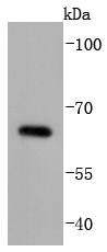 Cdc25B Antibody