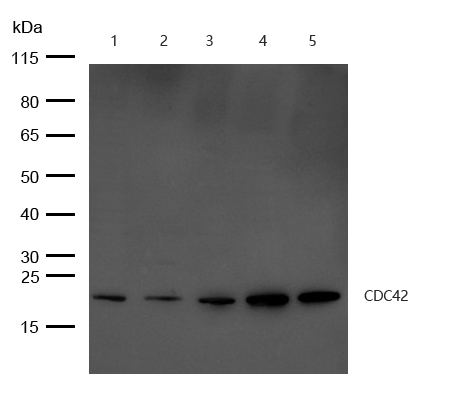 CDC42 Antibody