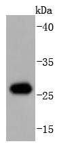 Hsp27 Antibody
