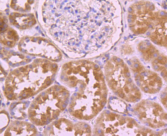 CDC45 Antibody