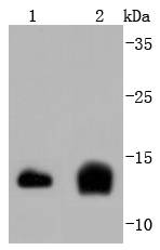 Cystatin C Antibody