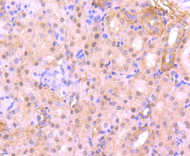 CDC5L Antibody