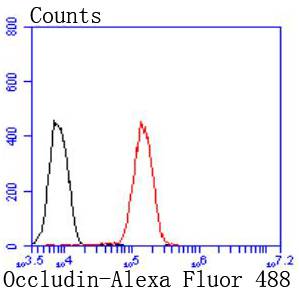 Occludin Antibody