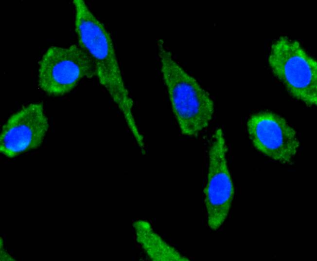 SDF1 Antibody