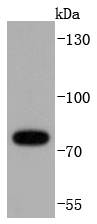RIP Antibody
