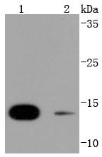 SUMO4 Antibody