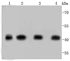 Actin Antibody