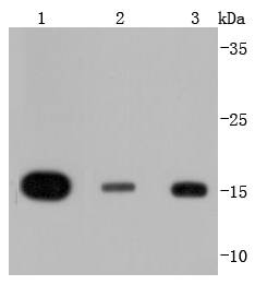 Histone H3 Antibody