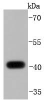 DUSP1 Antibody