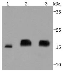 eIF4EBP1 Antibody