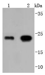 Glutathione Peroxidase 1 Antibody