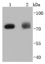PKC delta Antibody