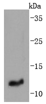 IGF2 Antibody