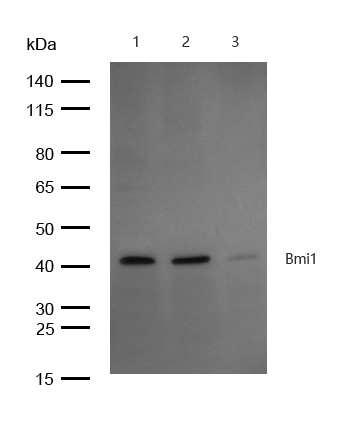 Bmi1 Antibody