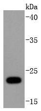 Ubiquitin D Antibody