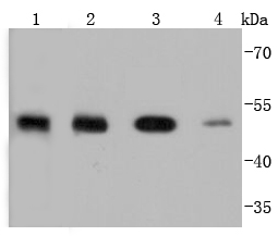 PTP1B Antibody