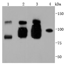 VE Cadherin Antibody