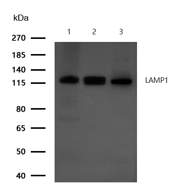 LAMP1 Antibody