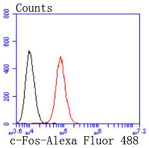 c-Fos Antibody