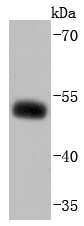 EBP50 Antibody