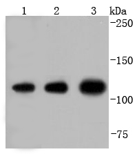 Insulin degrading enzyme Antibody