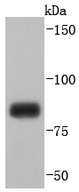Mitofusin 1 Antibody