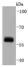 Src Antibody