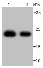 Peroxiredoxin 1 Antibody
