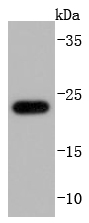Glutathione Peroxidase 1 Antibody