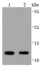 VAMP8 Antibody