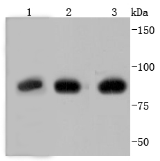 Glucocorticoid Receptor Antibody