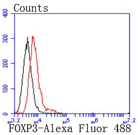 FOXP3 Antibody