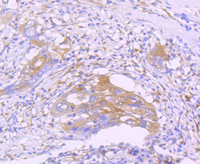 STAT2 Antibody