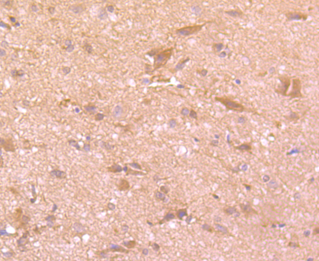 Tissue-type plasminogen activator Antibody