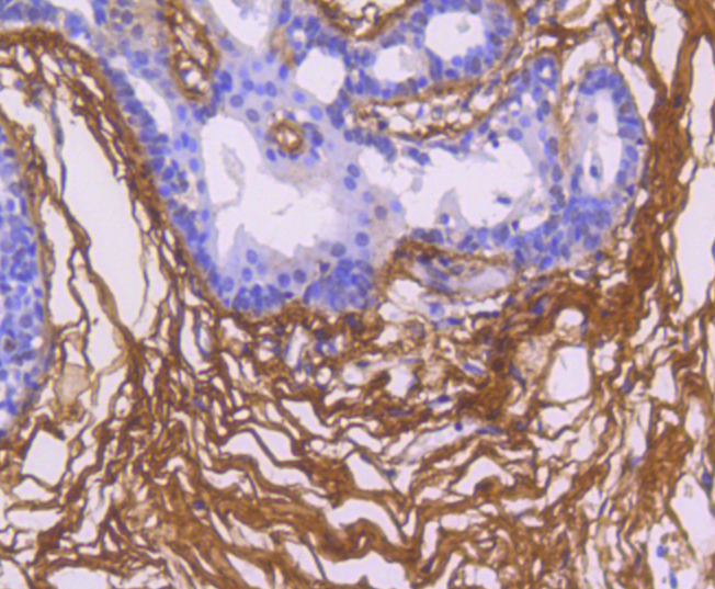 Fibronectin Antibody
