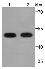PDIA6 Antibody