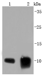 S100 alpha 6 Antibody